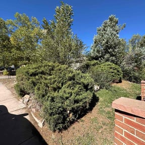 Bush Trimming by cleancut lawns reviewed on October 19, 2025