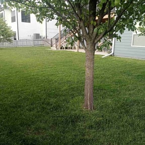 yard maintenance by Iowa Lawn and Plow, LLC reviewed on August 20, 2025