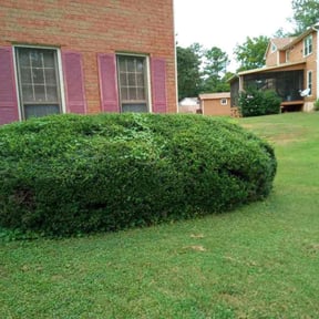 Bush Trimming by Arroyo Lawn Service reviewed on August 15, 2025