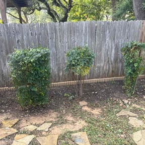 Bush Trimming by Family Gang Lawn reviewed on June 23, 2022