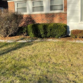 Bush Trimming by Florida lawnscape reviewed on June 27, 2026