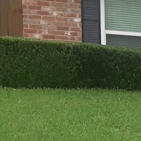 Bush Trimming by YardMagic reviewed on April 21, 2023