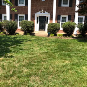 Bush Trimming by It Grow We Mow Lawncare LLC reviewed on August 17, 2025
