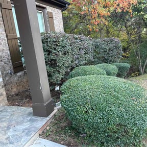 Bush Trimming by Vero one landscaping reviewed on December 15, 2025