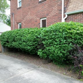 Bush Trimming by Frady's Lawncare and Handyman Services reviewed on August 20, 2025