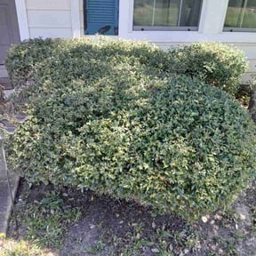 Bush Trimming by Medina lawns service reviewed on March 14, 2024