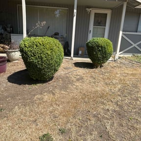 Bush Trimming by The1GreenThumb reviewed on August 17, 2025