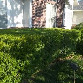 Bush Trimming by Ultimate Landscape Contractor reviewed on May 4, 2024