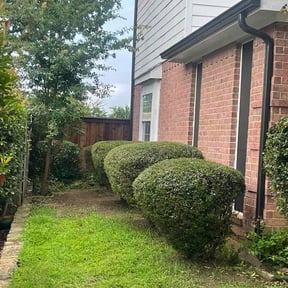 Bush Trimming by We Care Lawn Care and Construction reviewed on August 15, 2026