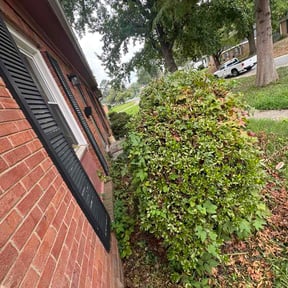 Bush Trimming by 10351 DFW LAWN SERVICE reviewed on August 3, 2026