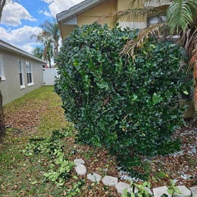 Bush Trimming by K.M.W. Lawn Services &amp; Logistics LLC reviewed on March 1, 2026