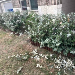 Bush Trimming by Amiras complete lawncare services reviewed on October 19, 2025