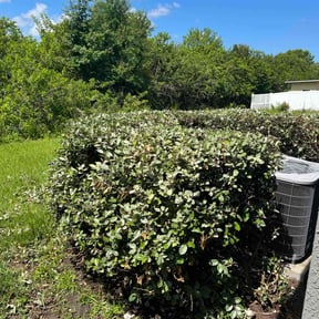 Bush Trimming by Bearforce Lawn Care reviewed on August 17, 2025