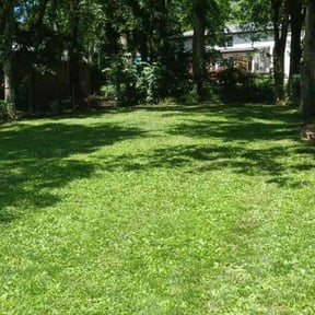 yard work by lawn pro reviewed on August 17, 2025