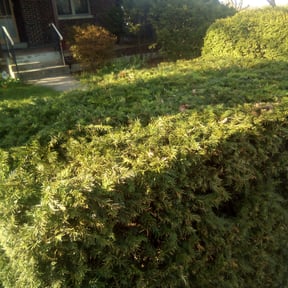 Bush Trimming by River City Lawn Service reviewed on August 19, 2025