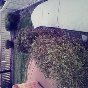 Bush Trimming by Dorsey's Property Maintenance reviewed on May 14, 2024