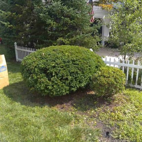 Bush Trimming by Land-Co reviewed on November 24, 2025