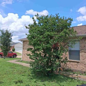 Bush Trimming by Top Dawg Lawn reviewed on May 25, 2026