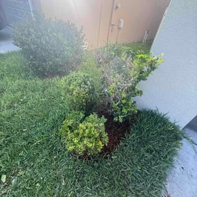 Bush Trimming by Lone Star Property Maintenance Services reviewed on July 28, 2026