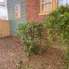 Bush Trimming by Iconic Landscaping Solutions LLC reviewed on April 5, 2026
