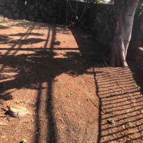 Leaf Removal by Vakingzllc reviewed on July 21, 2026