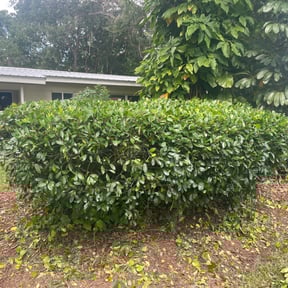 Bush Trimming by R J Lawn Care reviewed on April 26, 2019