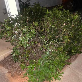 Bush Trimming by Greenworx Lawn Care reviewed on August 18, 2025