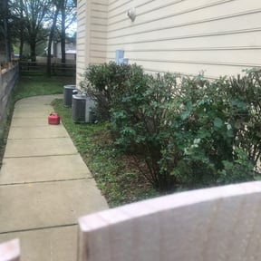 Bush Trimming by Northeast Yardworx reviewed on August 13, 2025