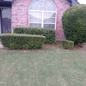 Bush Trimming by one and done reviewed on November 10, 2025
