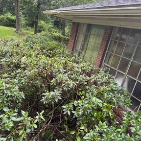 Bush Trimming by Salaam Lawn Care reviewed on July 13, 2026