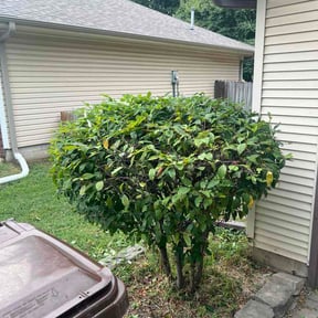 Bush Trimming by Taylor’d Lawn Experience reviewed on August 5, 2026