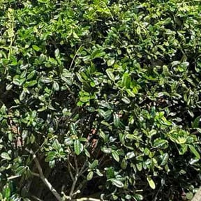 Bush Trimming by S&amp;J Lawn Care reviewed on November 8, 2025