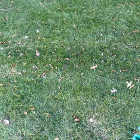 Leaf Removal by Mabin Lawn Service reviewed on December 17, 2025