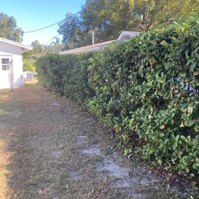 Bush Trimming by Family First Landscaping reviewed on November 10, 2025