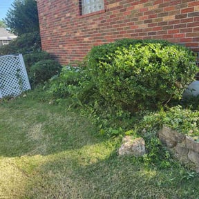 Bush Trimming by Leneirs Landscaping reviewed on August 13, 2025