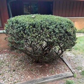 Bush Trimming by Outdoor dash lawn care provider reviewed on August 6, 2026