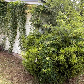 Bush Trimming by PNC Delivery Express reviewed on August 18, 2025