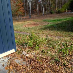 Bush Trimming by Bahnick services reviewed on November 20, 2025