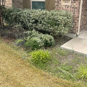 Bush Trimming by Graceful Garden Lawn Care llc reviewed on August 17, 2025