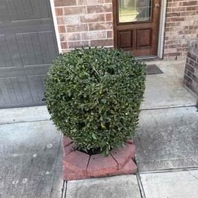 Bush Trimming by J&amp;J property management reviewed on March 25, 2026