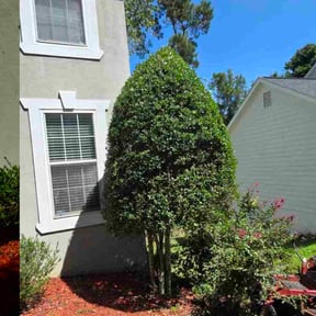 Bush Trimming by CDH Landscaping LLC reviewed on November 22, 2025