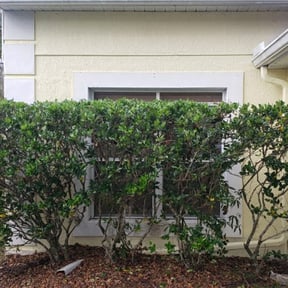 Bush Trimming by Twalight Scaping reviewed on August 14, 2025