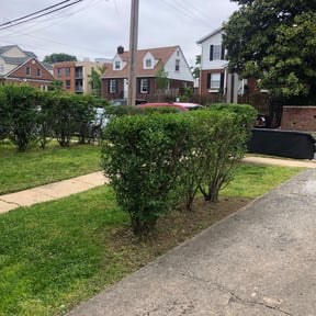 Bush Trimming by Pringle&#039;s landscaping llc. reviewed on March 22, 2024
