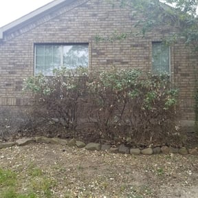 Bush Trimming by Showers Grow & Mow reviewed on August 17, 2025