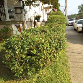 Bush Trimming by Anton Lawn Care reviewed on August 21, 2025