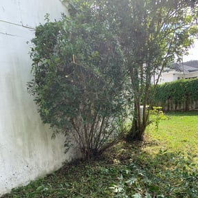 Bush Trimming by Remarkable Lawns LLC reviewed on February 16, 2024