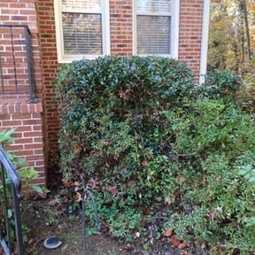 Bush Trimming by Lawns by leo reviewed on November 20, 2025