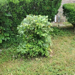 Bush Trimming by American Dream Lawn and Services reviewed on August 13, 2025