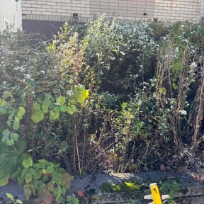 Bush Trimming by Tim&#039;s Discount Lawn reviewed on October 19, 2025