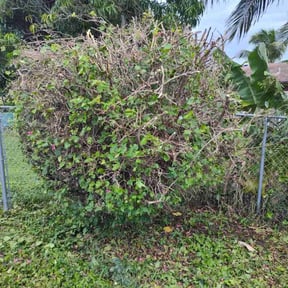 Bush Trimming by Pro grow landscapeing reviewed on November 24, 2025